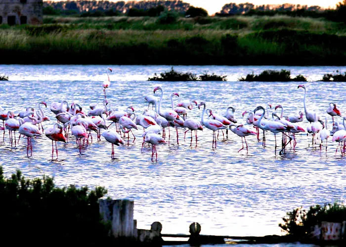 Julia リド・デッリ・エステンシ